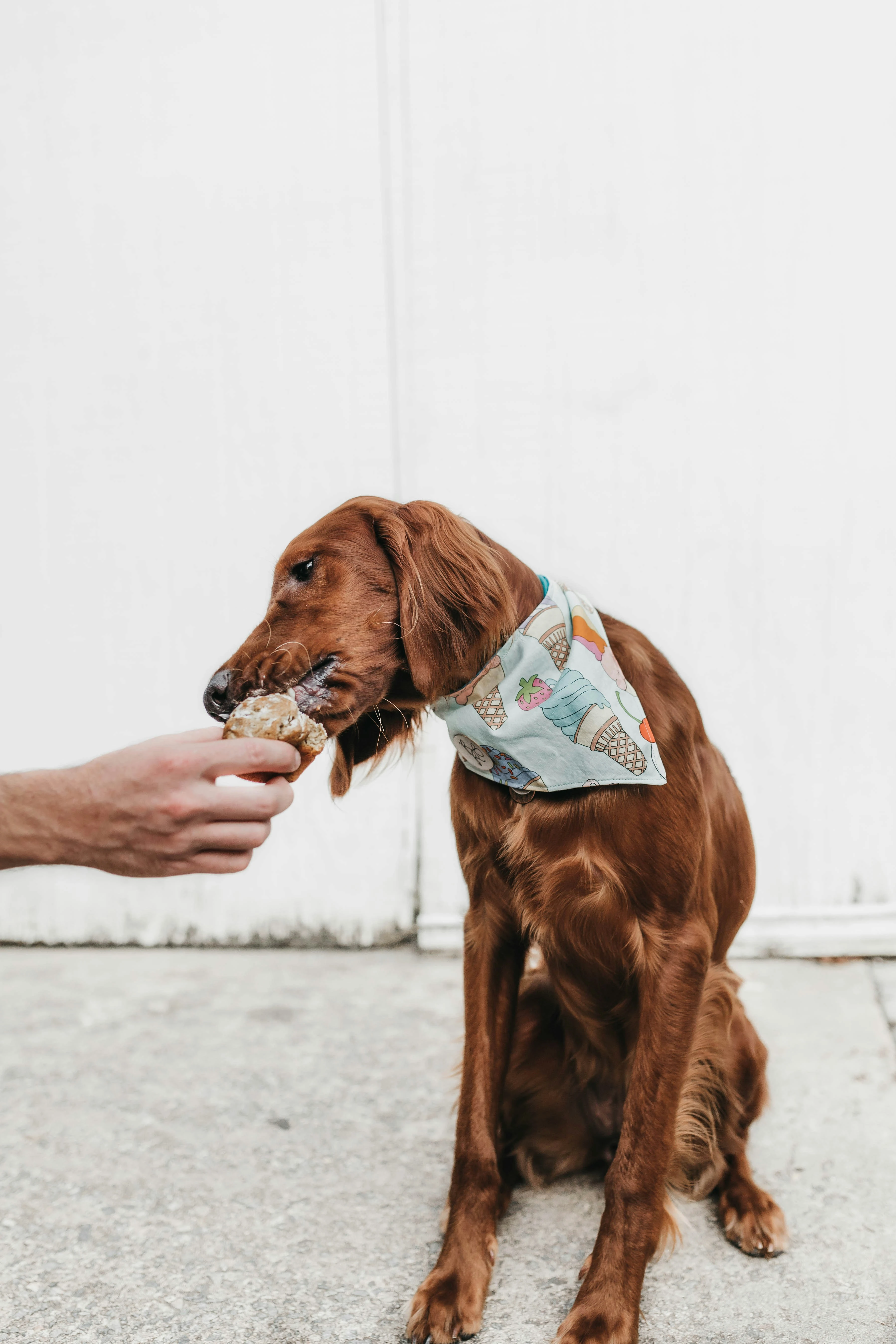Setter (c) Camylla Battani (Unsplash)