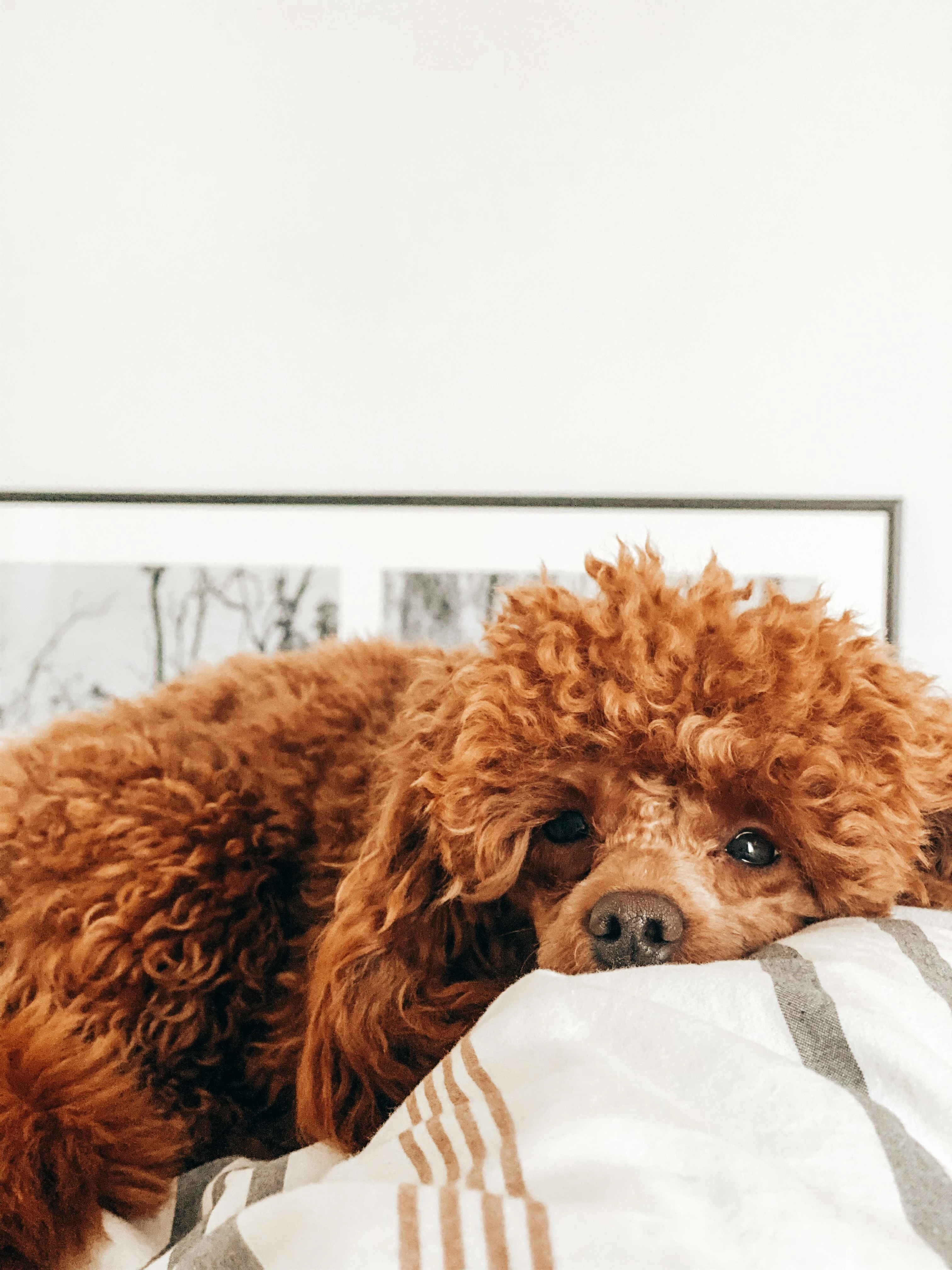 Pudel (c) Tuomas Härkönen (Unsplash).webp