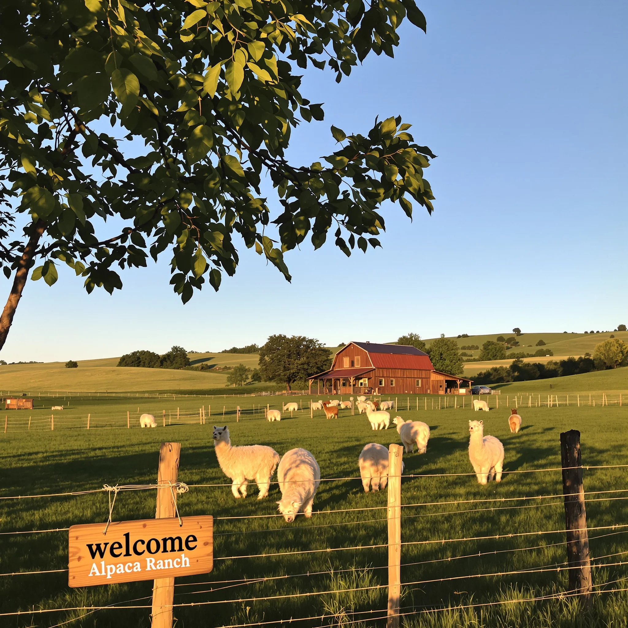 Back to the Roots – eine Alpakaranch als Ruhepol