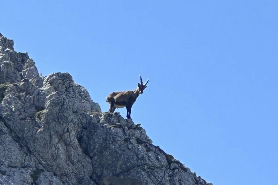 (c)Petra_Sobinger_Kleine_Reibn1.webp