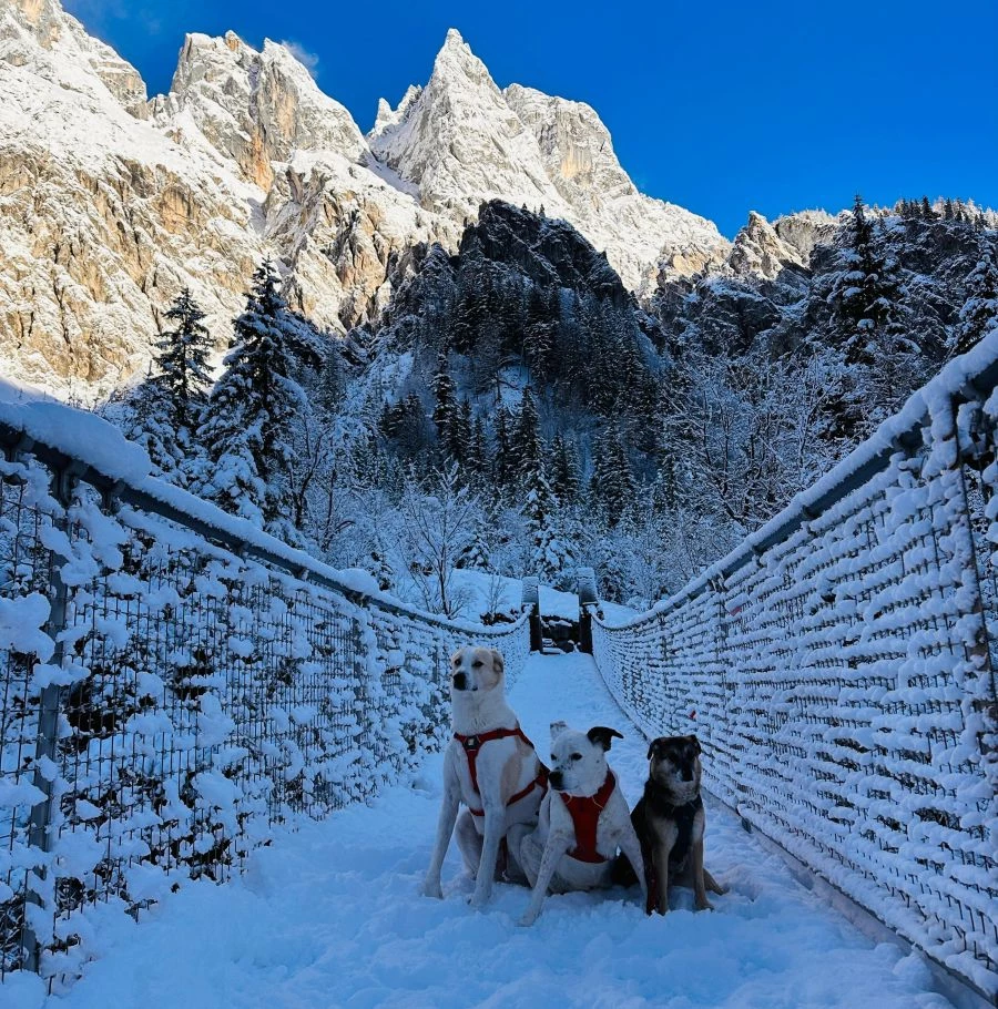 Petra_Sobinger_Hunde_Berchtesgaden5_.webp